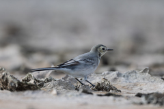 Motacilla alba