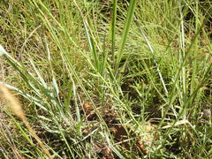 Lasiosiphon sericocephalus