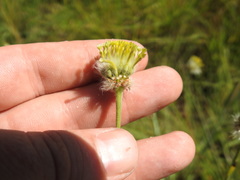 Lasiosiphon sericocephalus