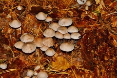 Mycena zephirus