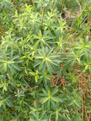 Euphorbia squamigera