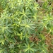 Euphorbia squamigera - Photo (c) alexennis269, μερικά δικαιώματα διατηρούνται (CC BY-NC)