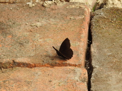 Panyapedaliodes drymaea