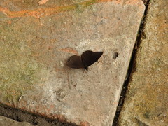 Panyapedaliodes drymaea