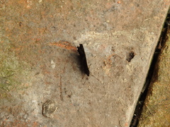 Panyapedaliodes drymaea