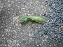 Rhombodera