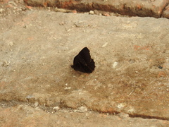 Panyapedaliodes drymaea