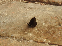 Panyapedaliodes drymaea