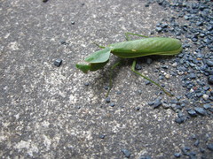 Rhombodera