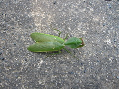 Rhombodera