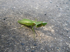 Rhombodera