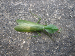 Rhombodera