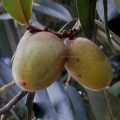 Diospyros celebica