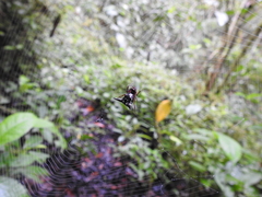 Micrathena raimondi