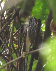 Cantorchilus thoracicus