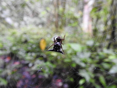 Micrathena raimondi