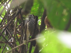 Cantorchilus thoracicus