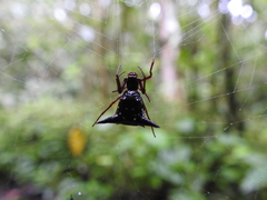 Micrathena raimondi