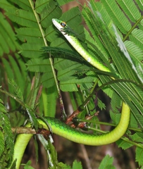Leptophis