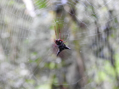 Micrathena raimondi