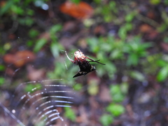 Micrathena raimondi