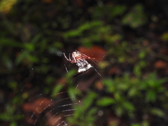 Micrathena raimondi