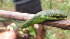 Leptophis