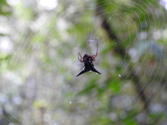 Micrathena raimondi