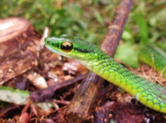 Leptophis