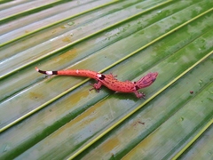 Sphaerodactylus millepunctatus