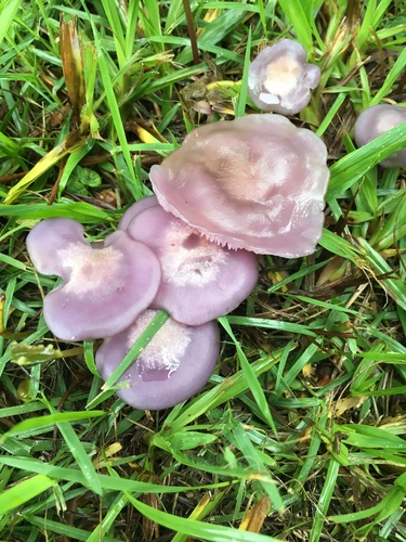 sordid blewit
