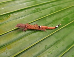 Sphaerodactylus millepunctatus