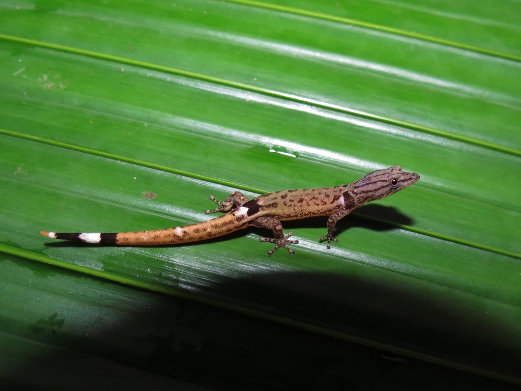 Lower Central American Geckolet