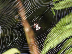 Micrathena raimondi