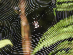 Micrathena raimondi