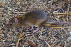 Tome's Spiny-Rat photo 3