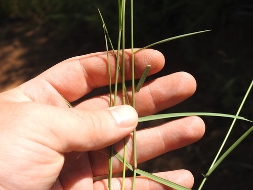 Image of Aristida congesta by (c) Matthew Fainman, some rights reserved (CC BY)