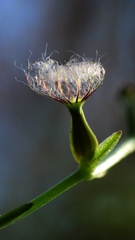 Valeriana scandens