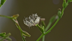 Valeriana scandens