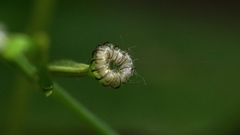Valeriana scandens