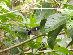 Atlapetes leucopterus