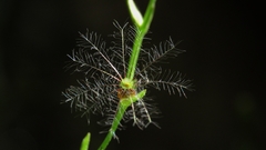 Valeriana scandens