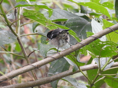 Atlapetes leucopterus