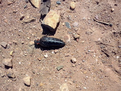 Physomeloe corallifer