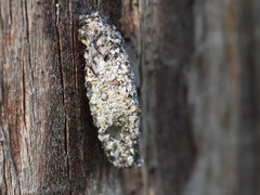 Dahlica triquetrella