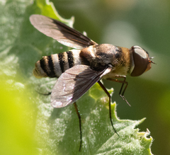 Exoprosopa brevirostris