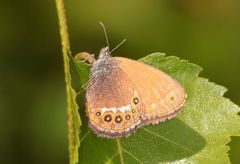 Coenonympha hero