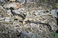 Atractaspis bibronii