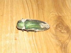 Pseudotaenia gigas