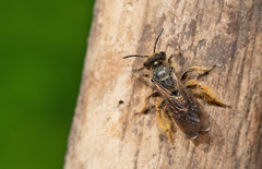 Andrena humilis